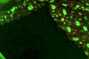 wow bajo falda de mi vecina y terminamos cogiendo duro