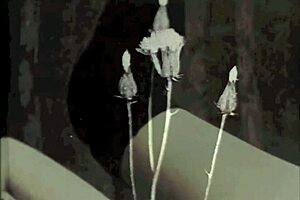 what's in this vintage porn world?