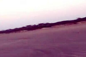 Compilation of horny milf blowjobs in bikinis on the beach?