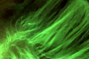 white gurls suck hella dick