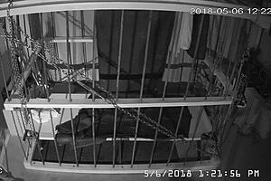 Man, this cagecam feed is raw and unedited straight from the cage! 😲