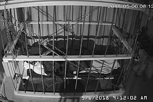 Man, this cagecam feed is raw and unedited straight from the cage! 😲