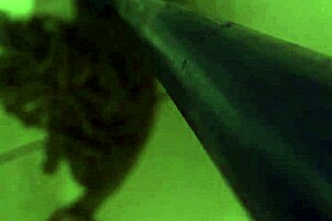 does your wife suck that big interracial cock?