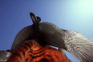 Wildlife gay furrys yiff hard in rough anal action