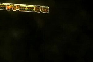 Pornstar's Body Tape Photos With Photographer!