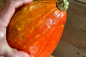 This guy went wild sticking it into a pumpkin for kicks.