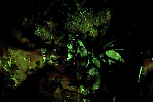 Vintage drawings hint at subtle desires