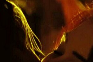 Perchta moans, Bend over for doggystyle in the Alps