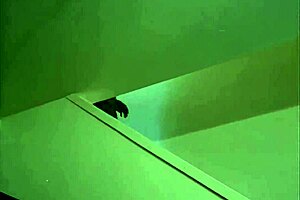 Suggestive vintage film featuring Christy Canyon in wild things