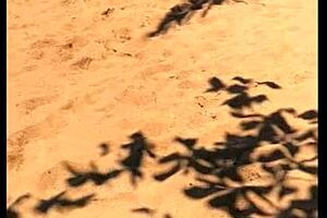 Dude, my wife peeing long on the beach!