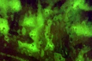 Mzkiwi Tries Anal For The 1st Time