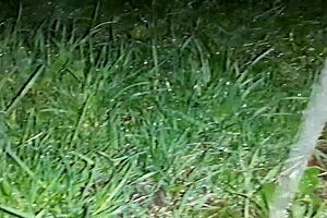 Lesbian Illusion Girls Seek Shelter From Rain In Abandoned Spot