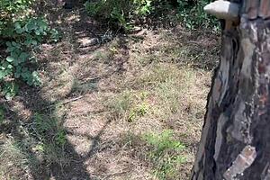 Bi Threesome Surprise - Caught Couple in Forest and Joined for Wild Fuck