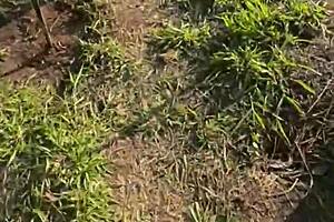 Negao hetero dotado vai dar um volta no matagal atras da escola e encontra um novinho sedento por rola fode o cu dele e da leite na boquinha