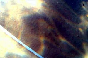 Public Beach Water Fuck