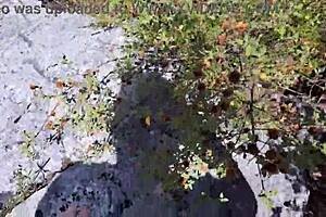 यो, मोटा लड़का जंगल में हॉट लातीना को बांग कर रहा है! 🌳