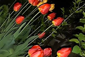 First I Invited My Neighbor To Admire The Flowers And Then I Fucked Her In The Mouth - Girls Fly Orgasm