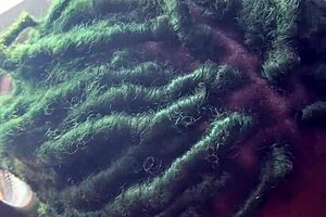 Big Daddy Chevy Impala Rides Deepthroat With Cum