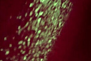 luscious ass in panties caught by hidden camera in public fitting room