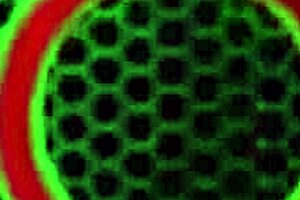 Sara Jay rocks huge toys in solo masturbation show. Blonde babe stuns in see-through lingerie.