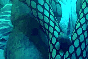 Sexy footjob in nylons