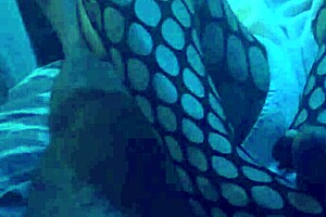 Sexy footjob in nylons