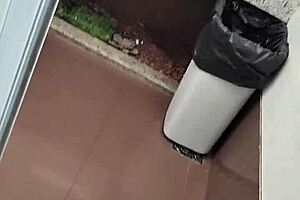 public bathroom scene with solo masturbation