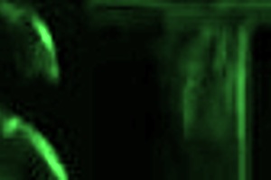 Anal group with two young girls