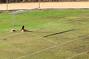 ashlyn rae, want talon to fuck you for birthday?