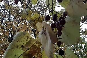 Our Autumn Romantic Encounter in a Cozy Hut - Lesbian Illusion Girls