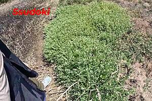 Girlfriend's Risky Public Field Photoshoot