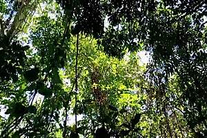 Pinay teen college students secretly meet school guard in jungle for sex until cum in pussy