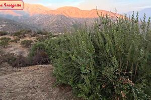 land sold for trailer in cum on tits roleplay!