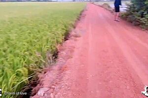 Young couples having sex in the middle of a rice field