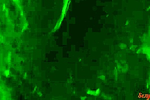 i suck his big cock and swallow massive cumshot 😍