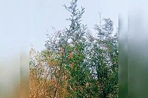 The queen of squirt gets fucked outdoors in the forest for the first time, so kinky