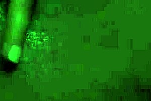 Harley Sucks Cock While Fingering Herself Wetly