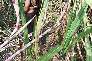Desi milf enjoys wild outdoor sex in the sugarcane field 😍