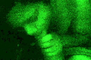 Filipina Milf Sucks Morning Wood With Passion