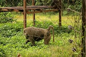 Public Fuck of Tourists in Yaounde Park During African Cup