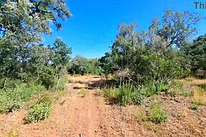 Outdoor Camper Receives Internal Creampie in Public Forest