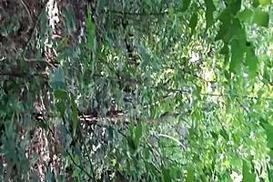 licking pussy in the woods until i cum - lesbian illusion girls