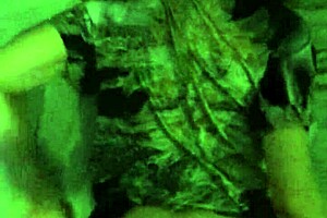 breed whore gets used, birth control tossed, fucked and filled with cum in a rough session