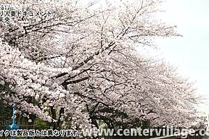 Ever tried cheating with a mature japanese wife?