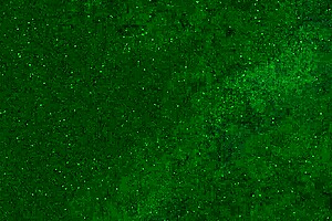 crazy chick pees panties on public beach then sunbathes wet