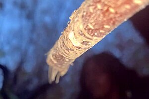 Forest witch bends over for black monster cock doggystyle creampie pounding