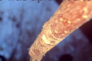 Forest witch bends over for black monster cock doggystyle creampie pounding