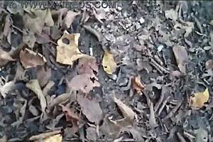 hey, taking a cheeky nylon stroll through the woods 😏👣🌳