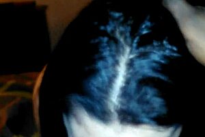 interracial slut gives nasty wet blowjob to huge cock