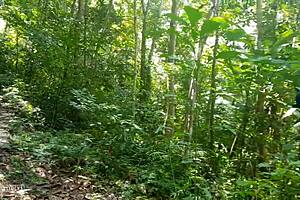 Photographer Captures Tall Naked Girl Posing in Amazon Jungle Wild
